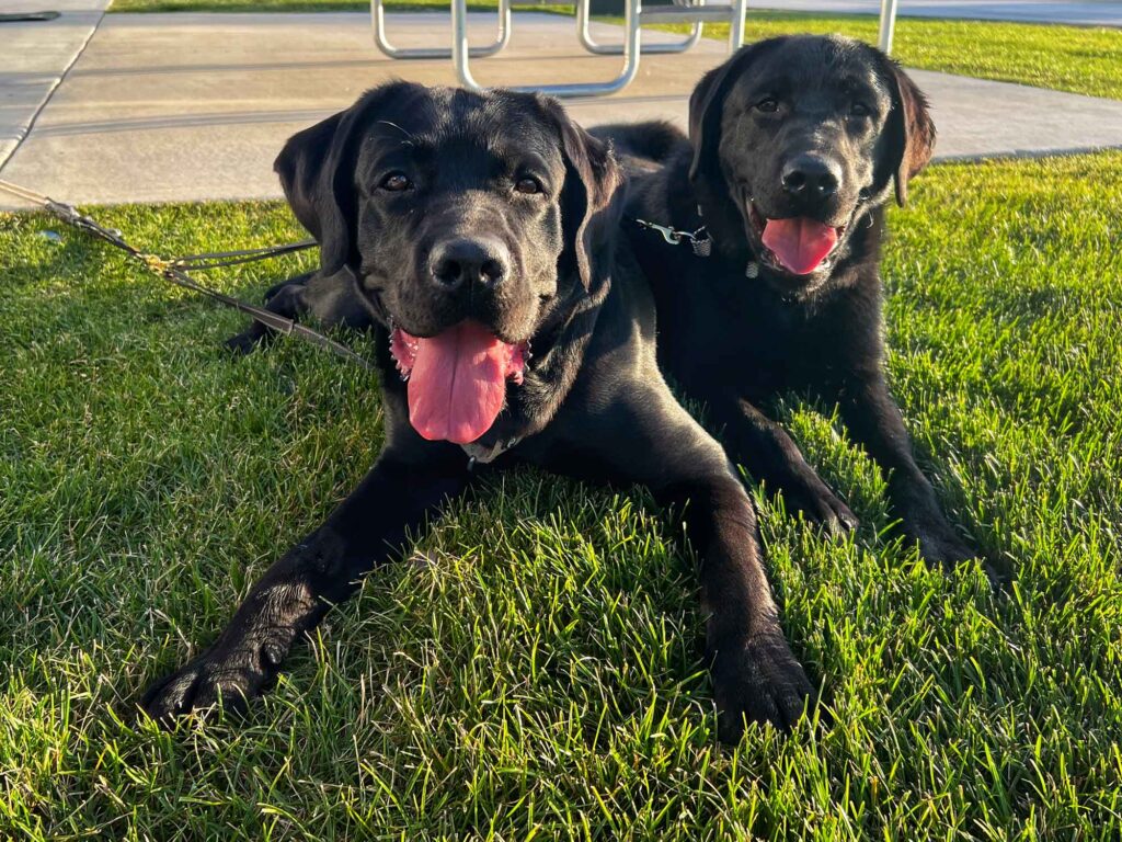 Duke and Cash, two black labs, laying on the grass